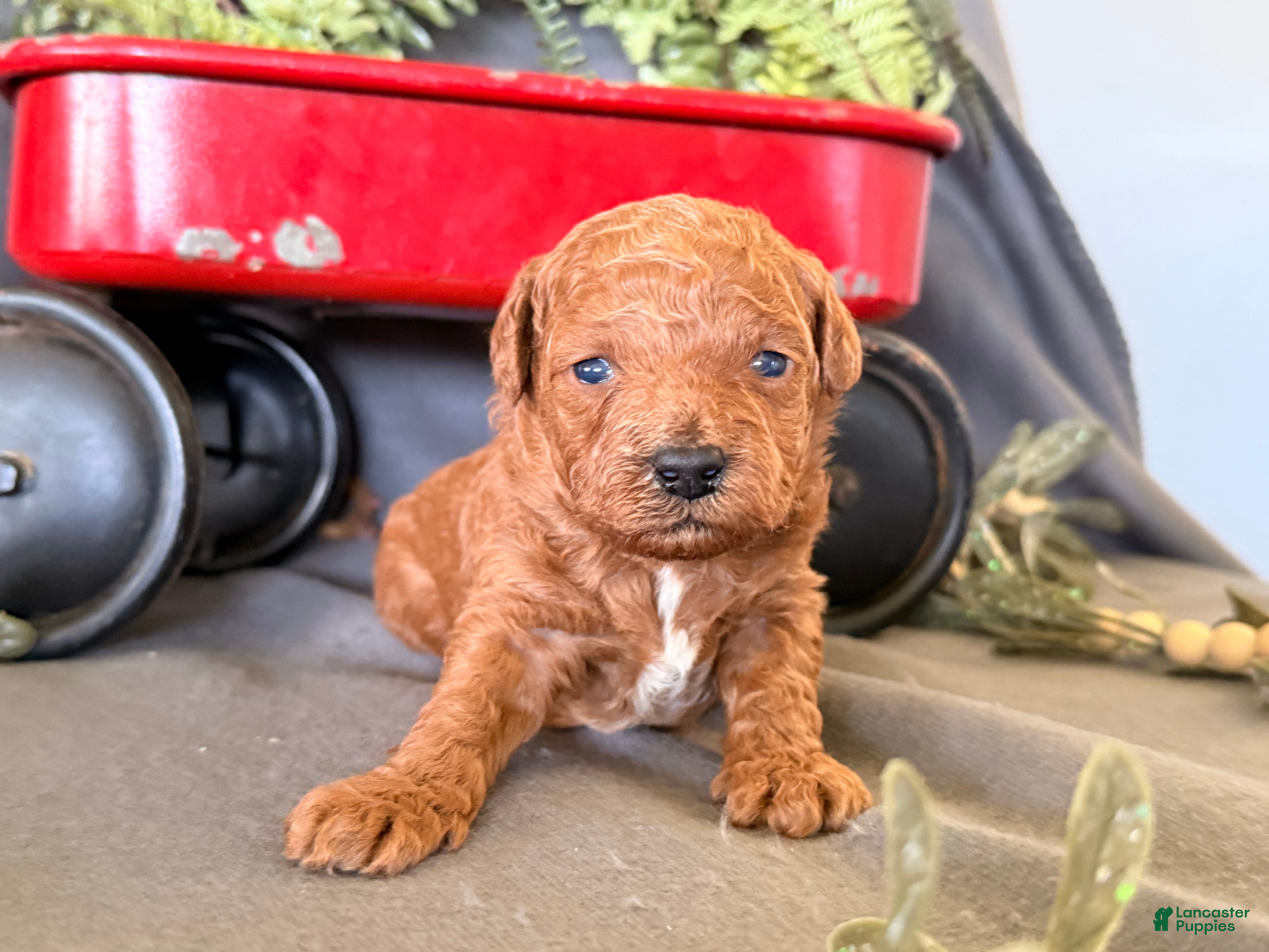Toy Poodle dogs Russell  - Ad 2