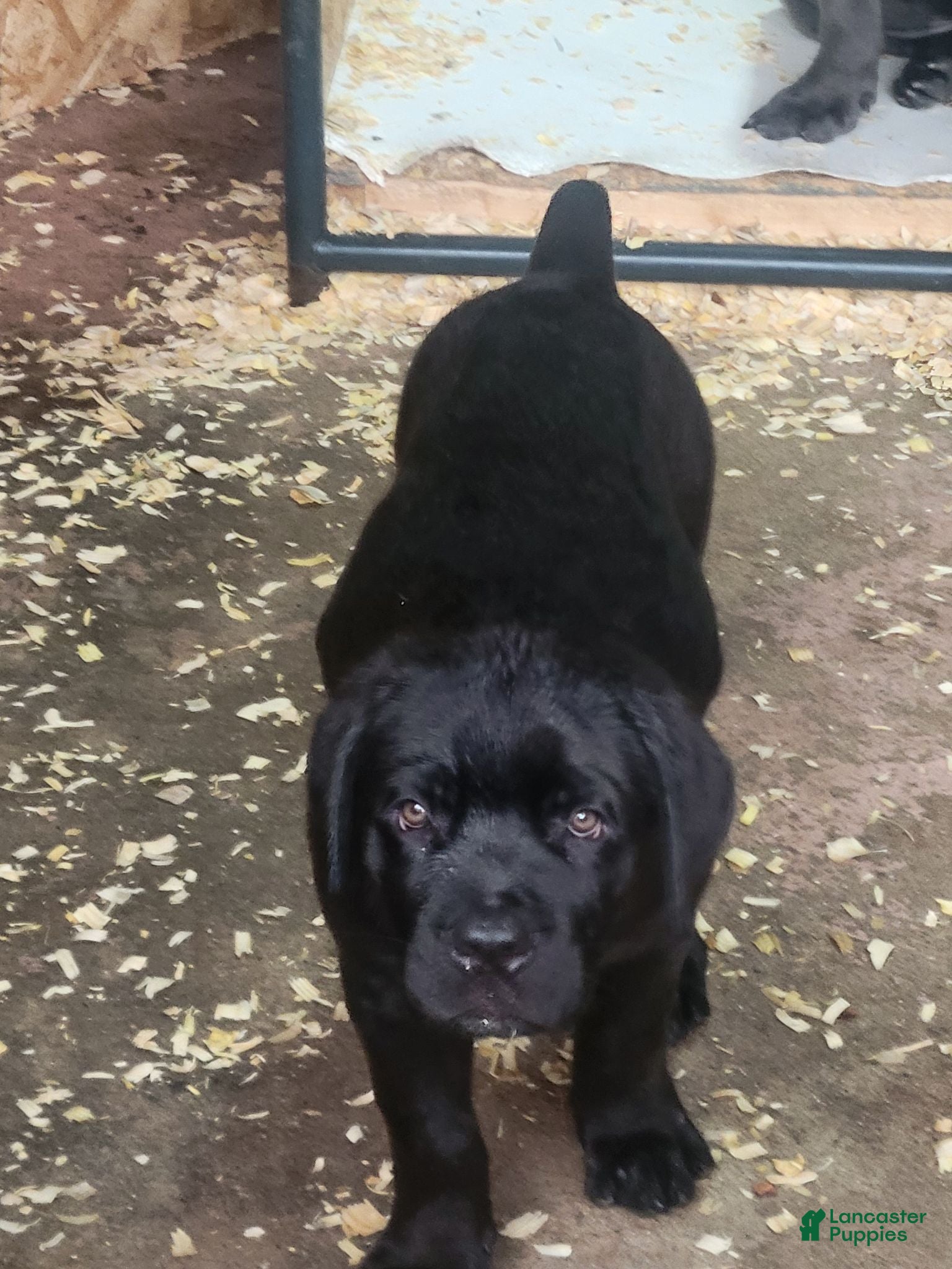 Cane Corso dogs Cane Corso 4 - Ad 37