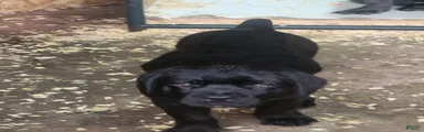 Cane Corso 4