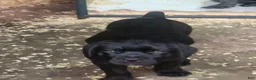Cane Corso dogs for sale: Cane Corso 4 - Ad 1