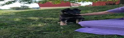 German Shepherd dogs for sale: Dani - Ad 4