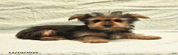 Yorkshire Terrier dogs for sale: Davis - Ad 6