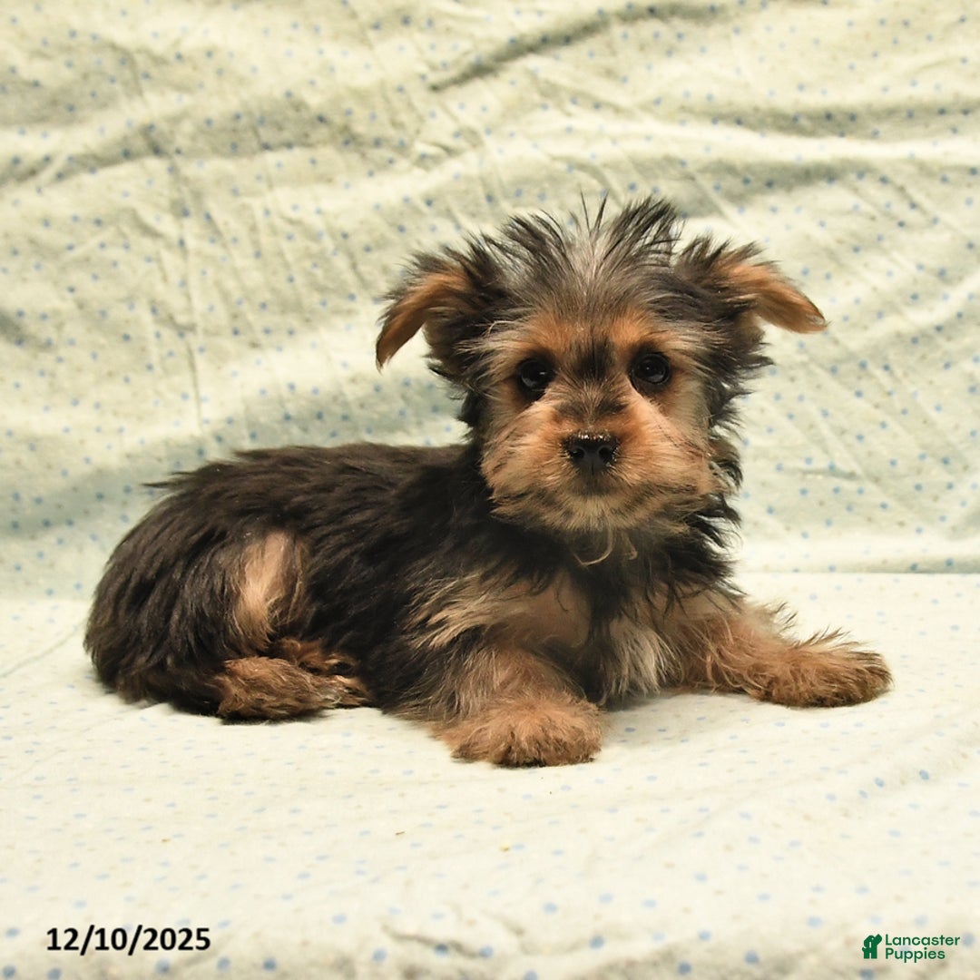 Yorkshire Terrier dogs for sale: Davis - Ad 6
