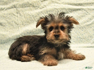 Yorkshire Terrier dogs Davis - Ad 17