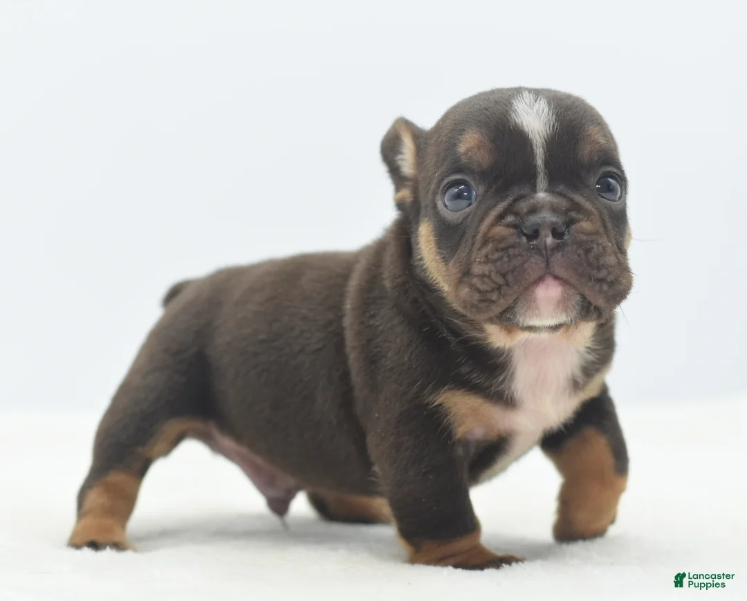 Mixed Breed dogs for sale: Kong bully hybrid  - Ad 10