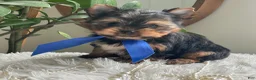 Yorkshire Terrier dogs for sale: Taco - Ad 14