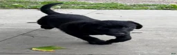 Mixed Breed dogs for sale: Mixed Breed 3 - Ad 13