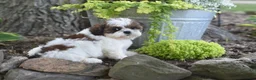 Shih Tzu dogs for sale: Biscuit - Ad 5