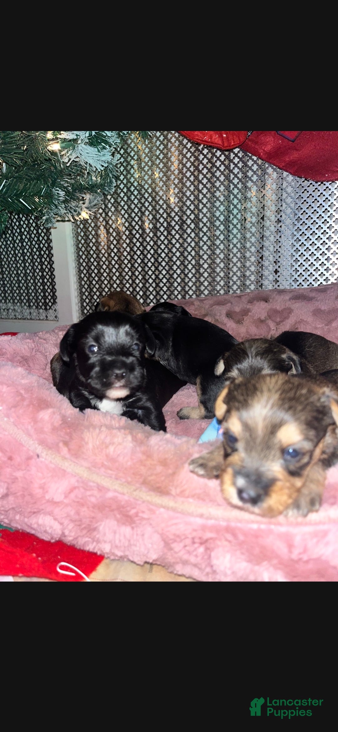 Mixed Breed dogs Mixed Breed Puppy 4 - Ad 2