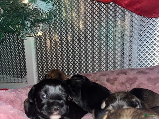 Mixed Breed dogs for sale: Mixed Breed Puppy 4 - Ad 1