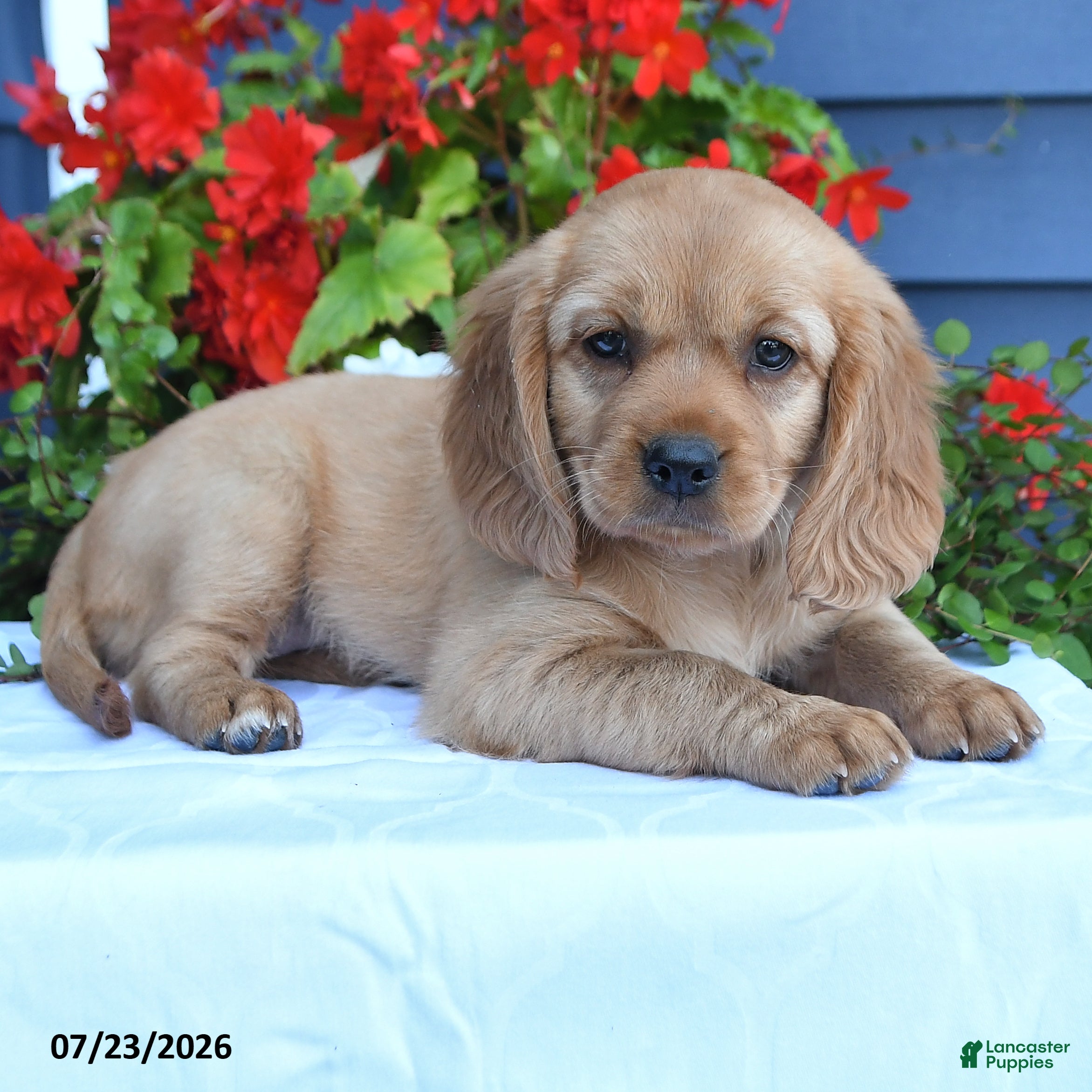 Miniature Golden Retriever dogs Pansey - Ad 2