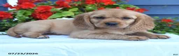 Miniature Golden Retriever dogs for sale: Pansey - Ad 2