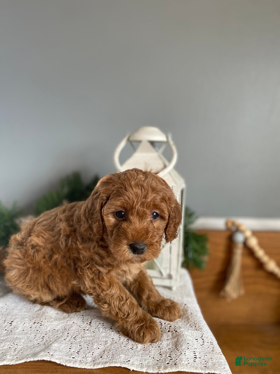 Mixed Breed dogs for sale: Carol  - Ad 6