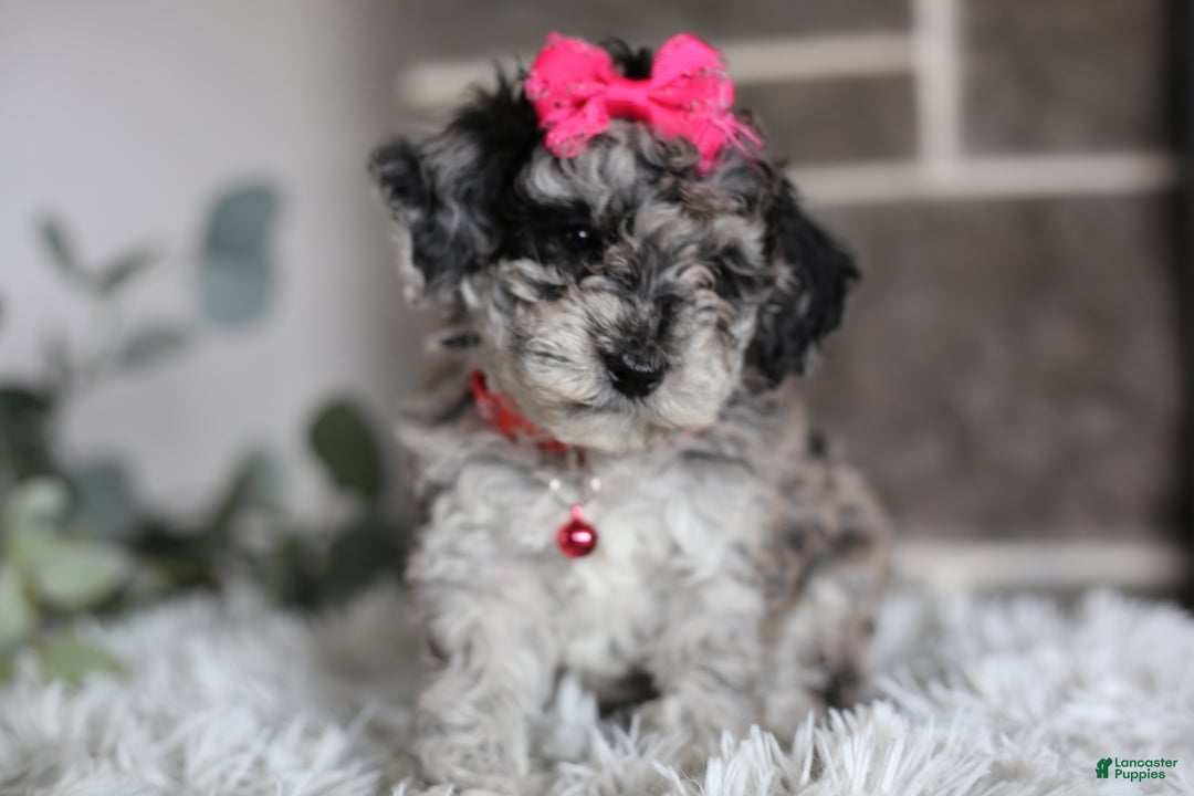 Miniature Poodle dogs for sale: Joy - Ad 17
