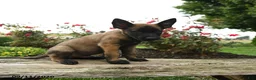Belgian Malinois dogs for sale: Axel - Ad 2