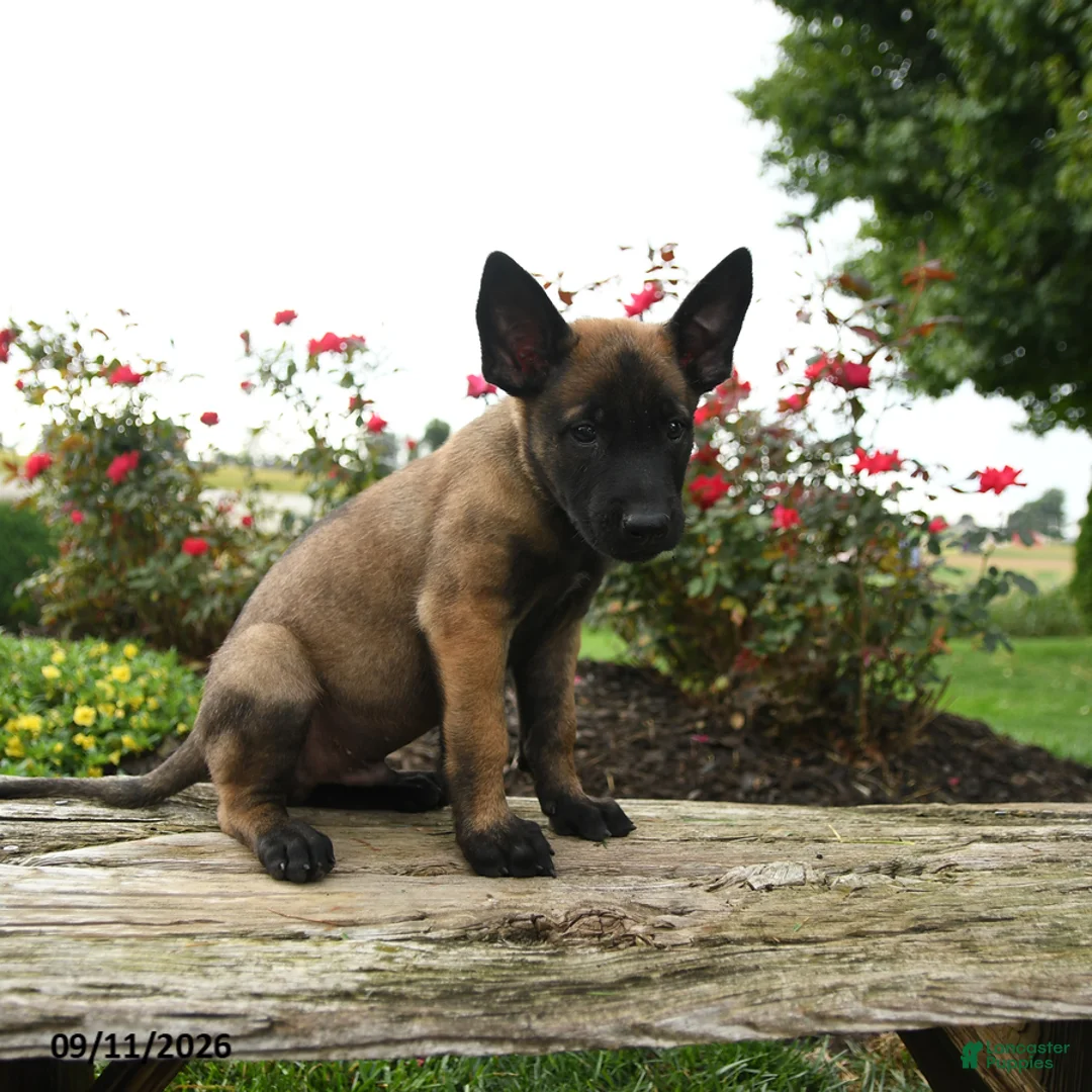 Belgian Malinois dogs for sale: Axel - Ad 2