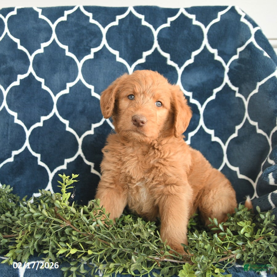 Labradoodle dogs Wickham  - Ad 1