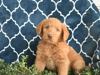 Labradoodle dogs for sale: Wickham - Ad 4