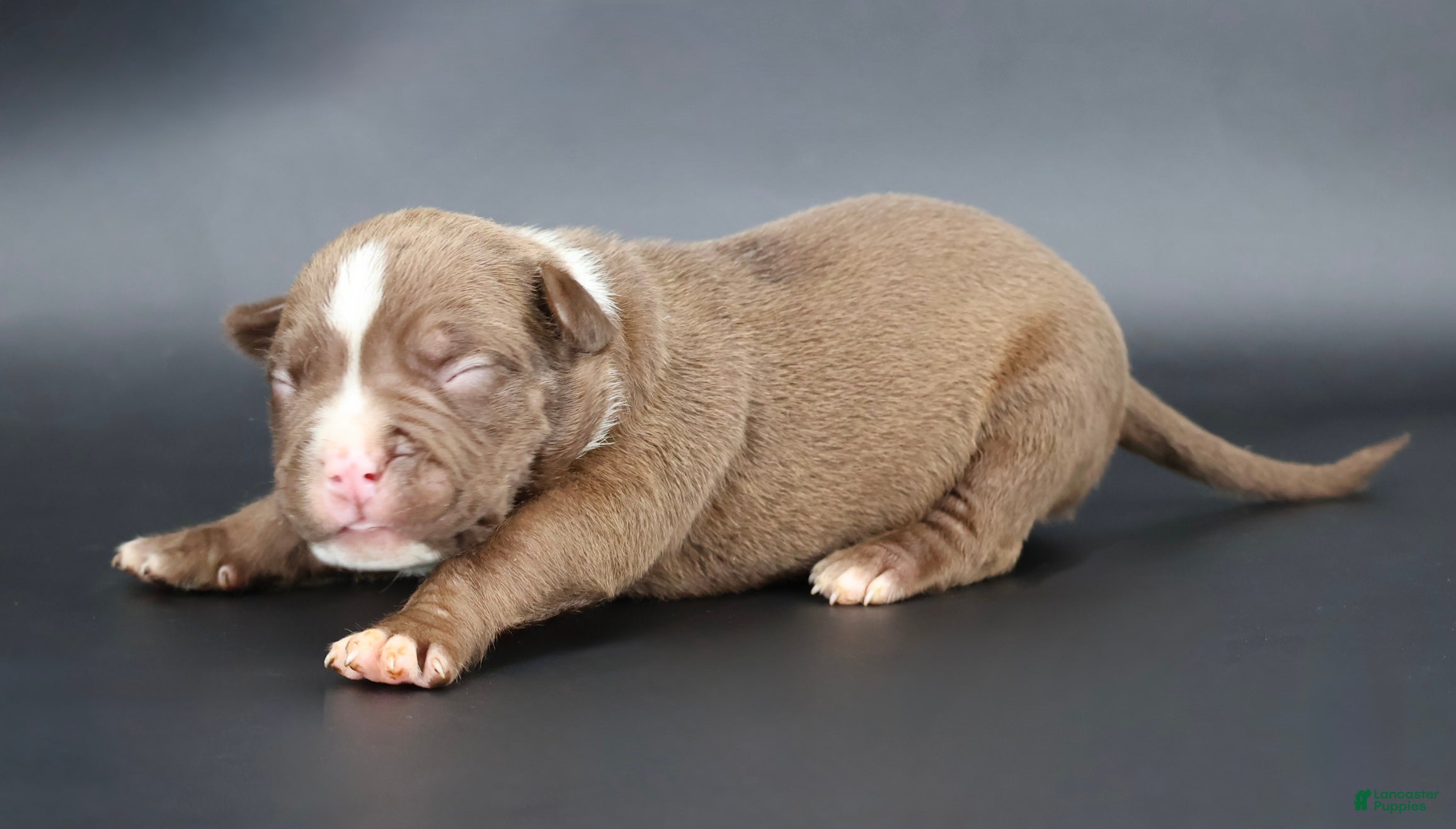 American Bully dogs Set - XL - ABKC - Ad 1