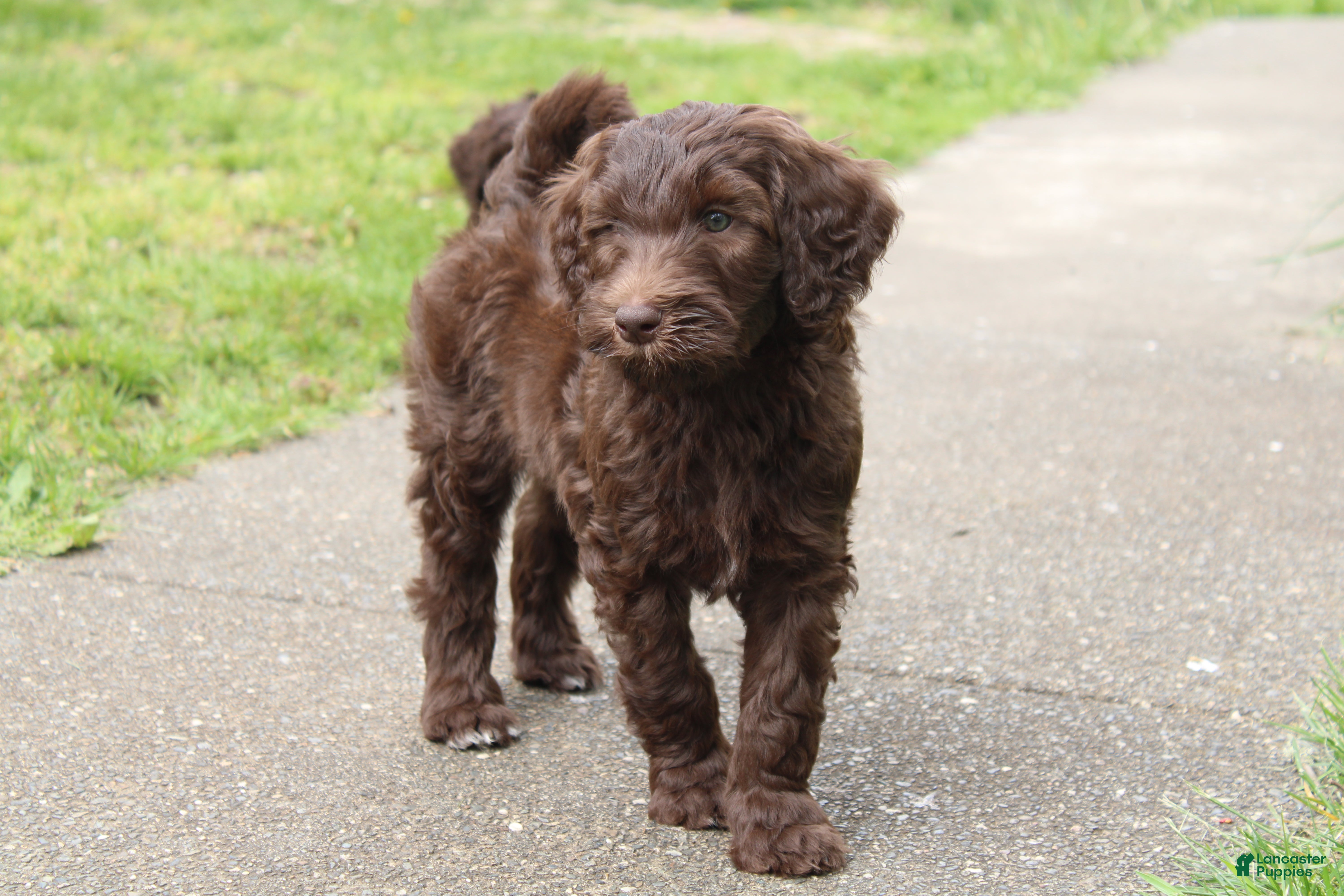Labradoodle dogs Eros - Ad 2