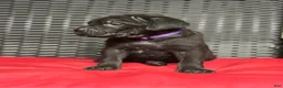 Cane Corso dogs for sale: Raven - Ad 4