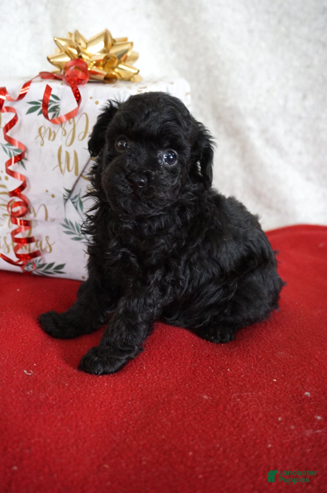 Toy Poodle dogs for sale: Lacy - Ad 3