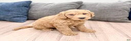 Mini Goldendoodle dogs for sale: Heidi - Ad 3