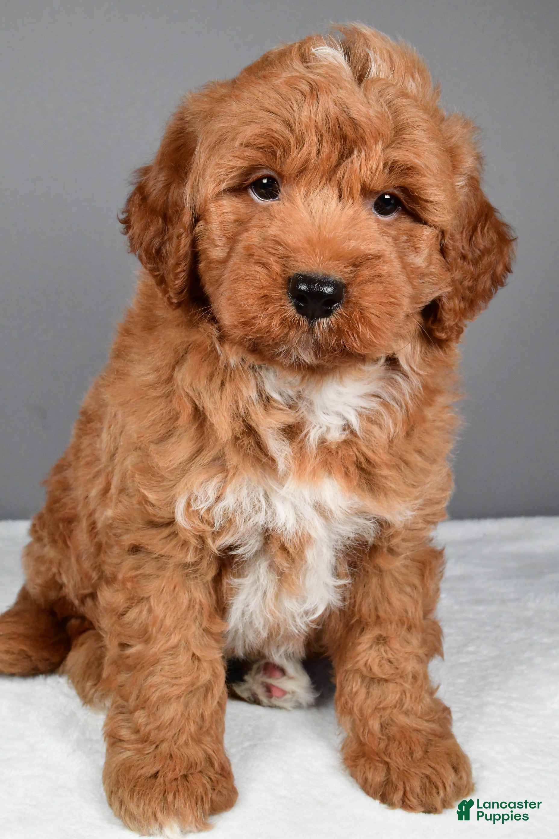Mini Goldendoodle dogs Brady - Ad 1