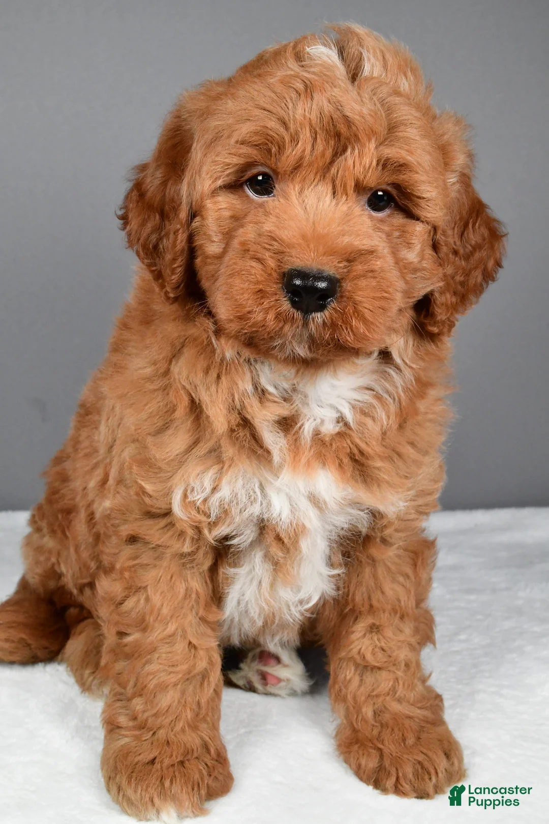 Mini Goldendoodle dogs for sale: Brady - Ad 1