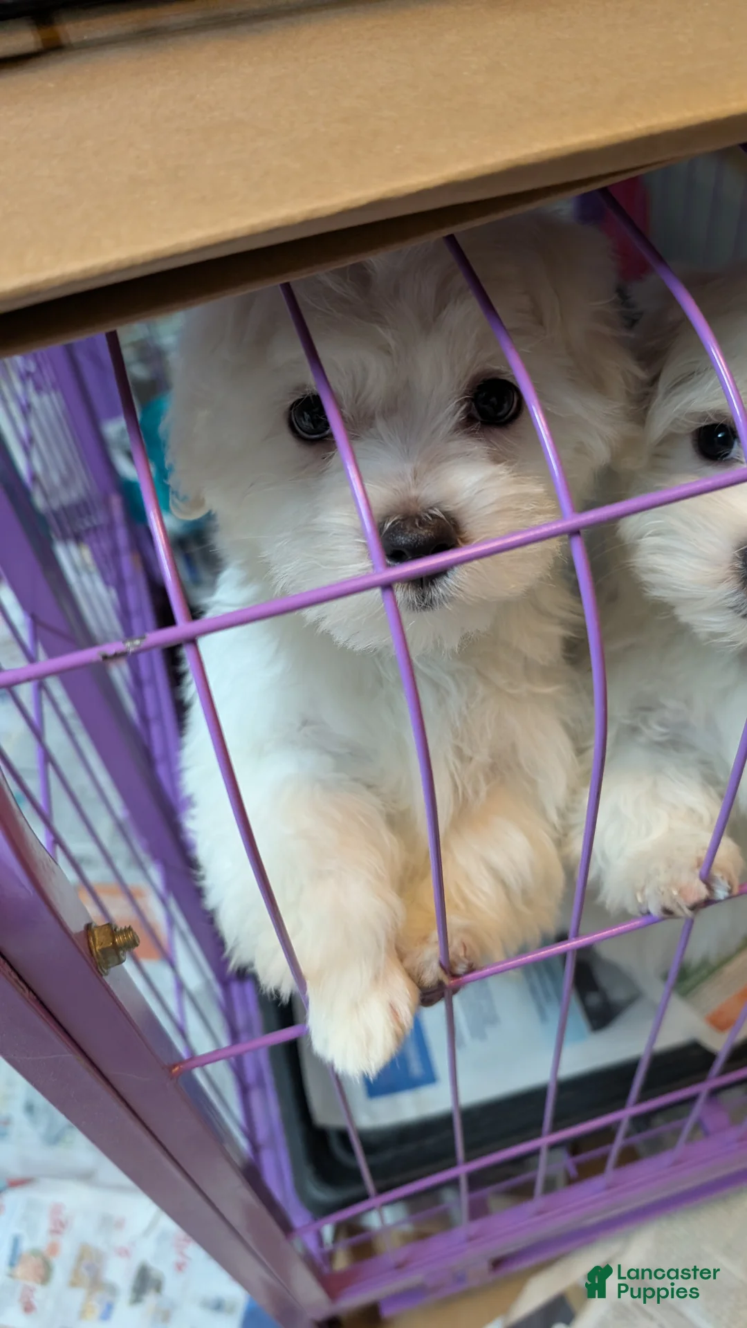 Maltese dogs for sale: Maltese Puppy 2 - Ad 1