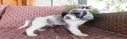 Cockalier dogs for sale: Atlantic  - Ad 6