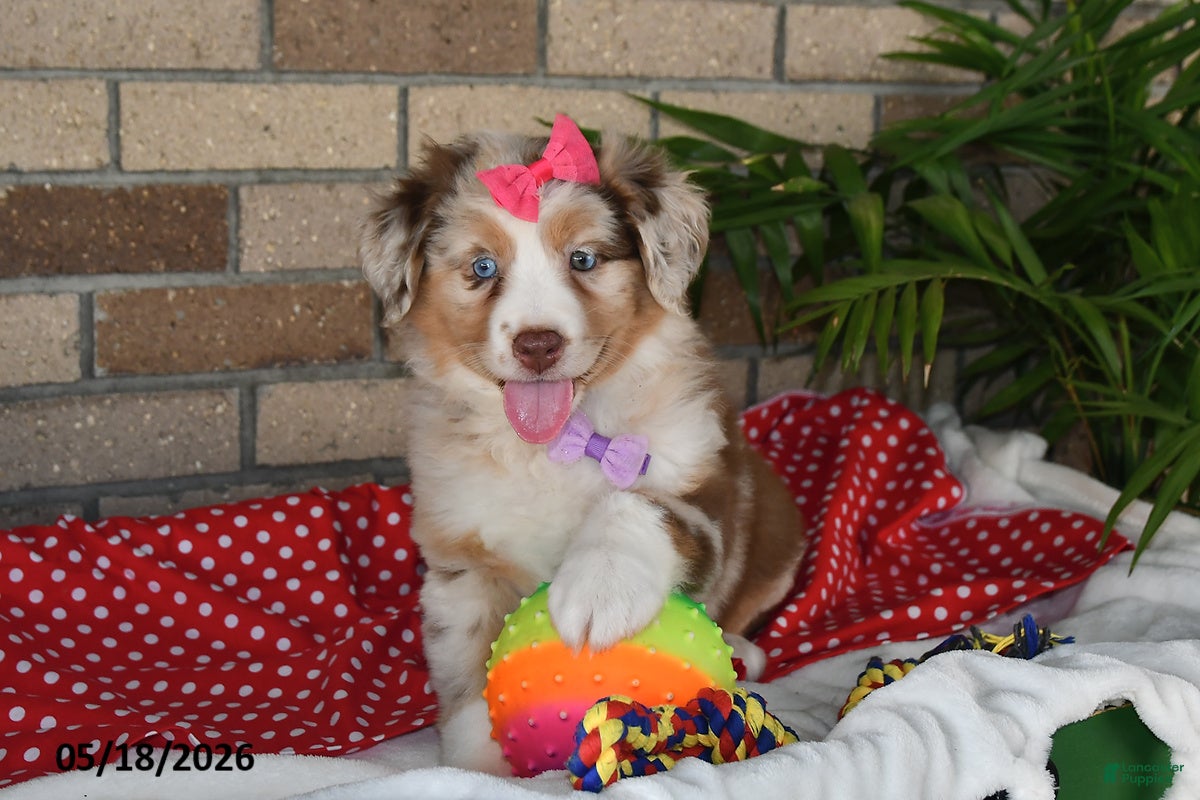 Australian Shepherd dogs Flossie - Ad 1