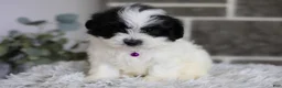 Maltipoo dogs for sale: Gwen - Ad 8