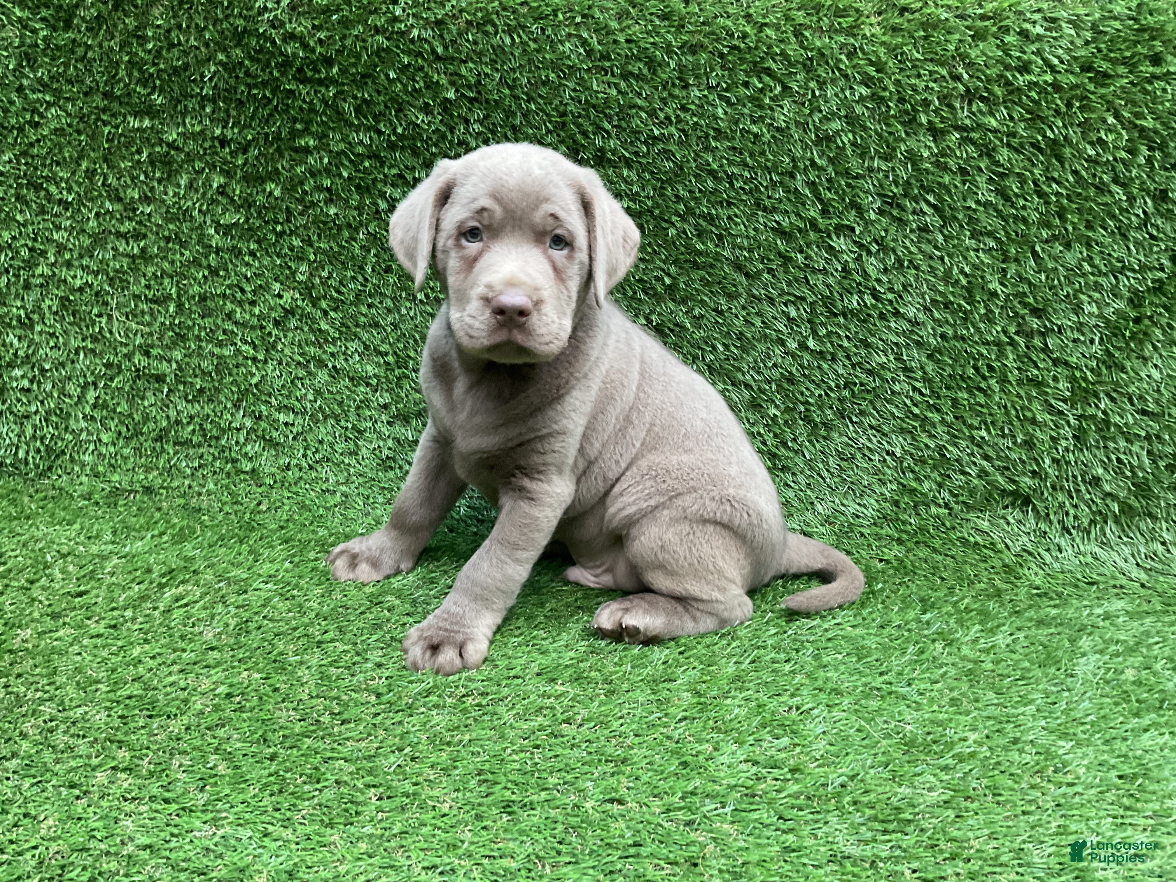 Labrador Retriever dogs Conner - Ad 1