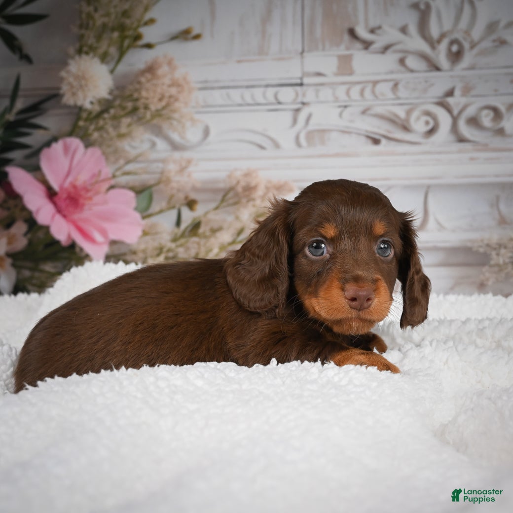 Miniature Dachshund dogs for sale: AKC-Bubba - Ad 5