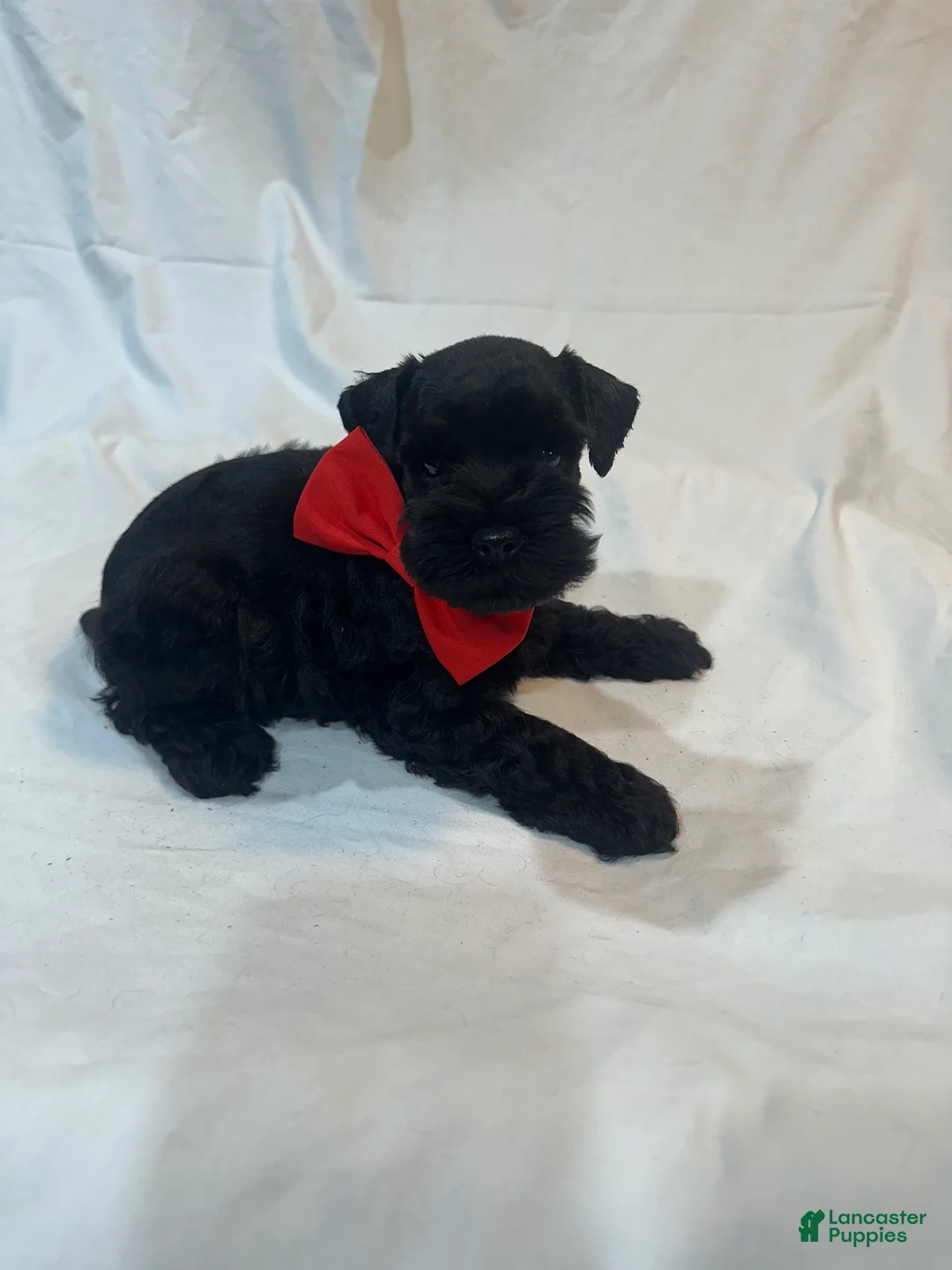 Miniature Schnauzer dogs for sale: Ryder - Ad 5