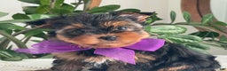Yorkshire Terrier dogs for sale: Pearl - Ad 6