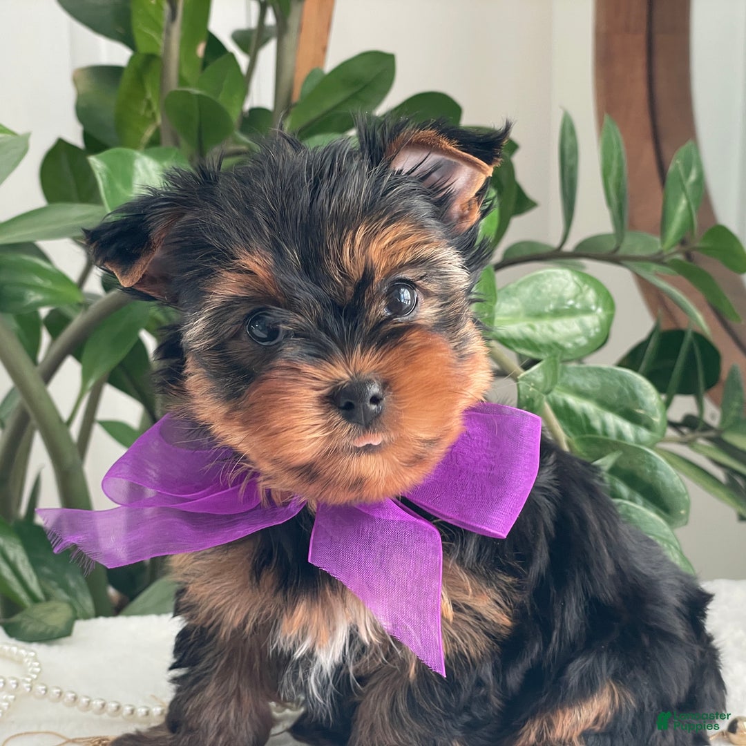 Yorkshire Terrier dogs for sale: Pearl - Ad 6