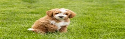 Mini Goldendoodle dogs for sale: Tucker  - Ad 2