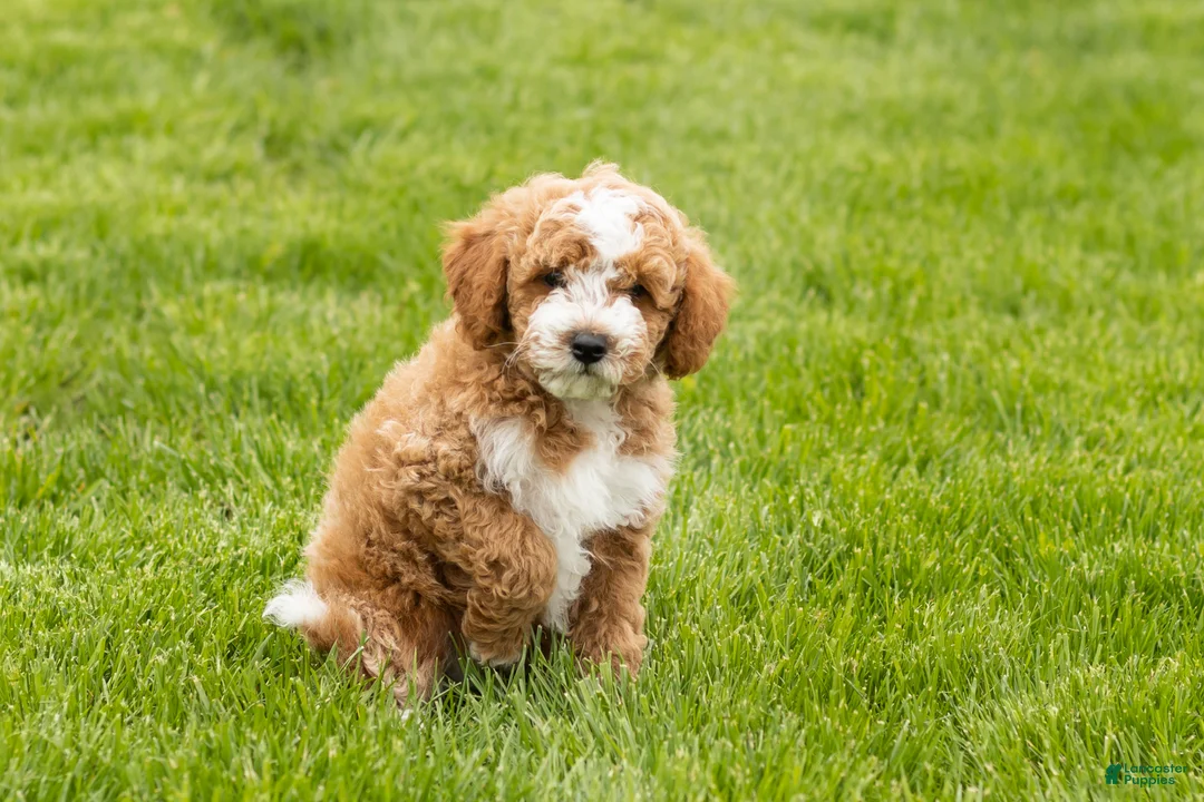 Mini Goldendoodle dogs for sale: Tucker  - Ad 2