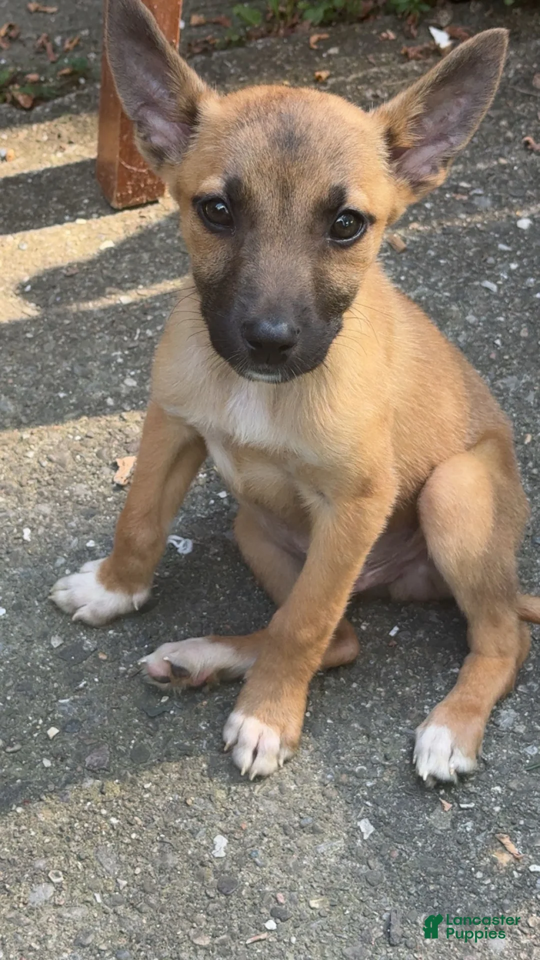 Belgian Malinois dogs for sale: Belgian Malinois 1 - Ad 9