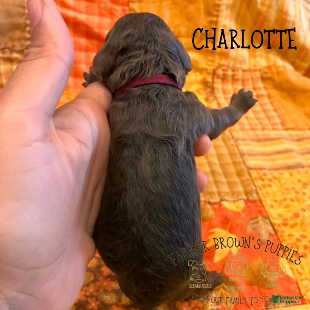 Mixed Breed dogs for sale: Charlotte - Ad 2