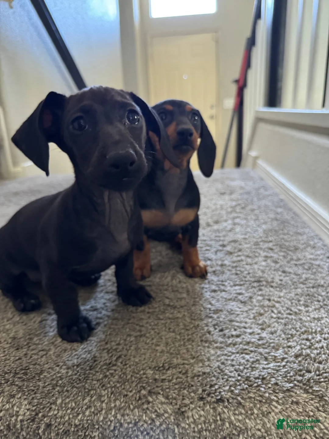 Dachshund dogs for sale: Dachshund 2 - Ad 4