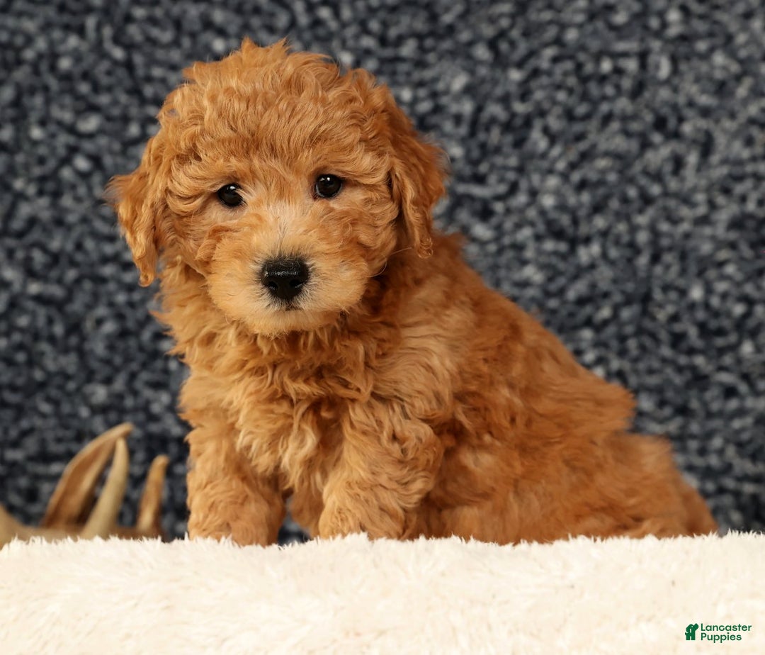 Bichpoo dogs for sale: Carson - Ad 7