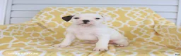Boxer dogs for sale: Ace - Ad 3