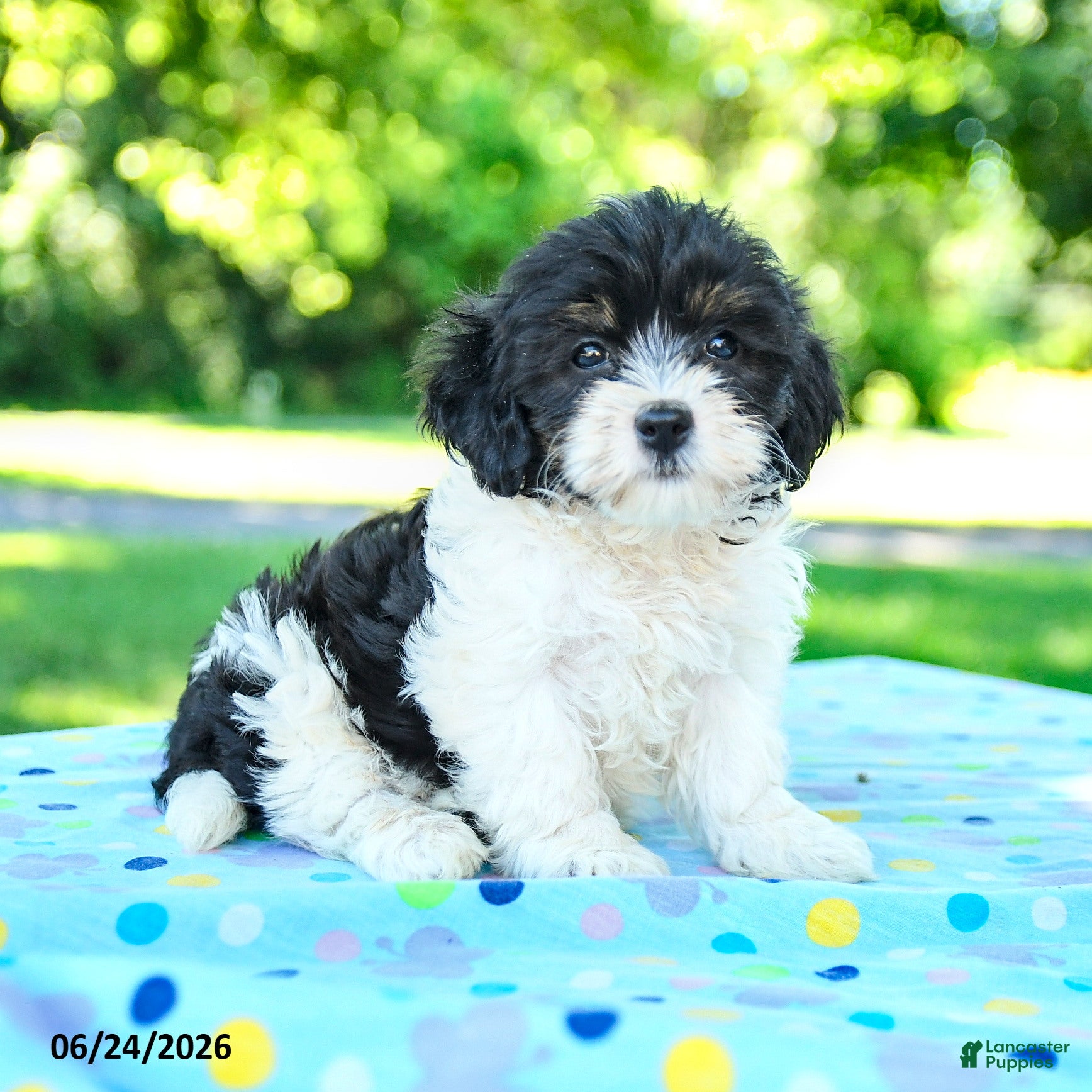 Shihpoo dogs Shane - Ad 2
