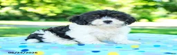 Shihpoo dogs for sale: Shane - Ad 2