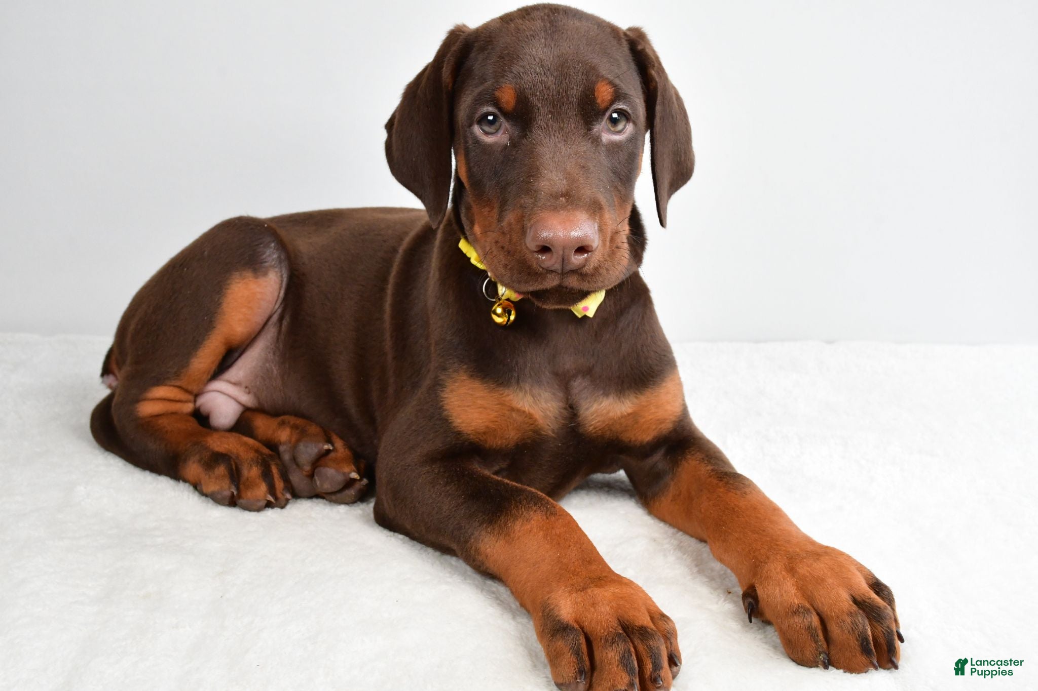 Doberman Pinscher dogs Hassan - Ad 2