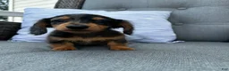 Miniature Dachshund dogs for sale: Leo - Ad 6