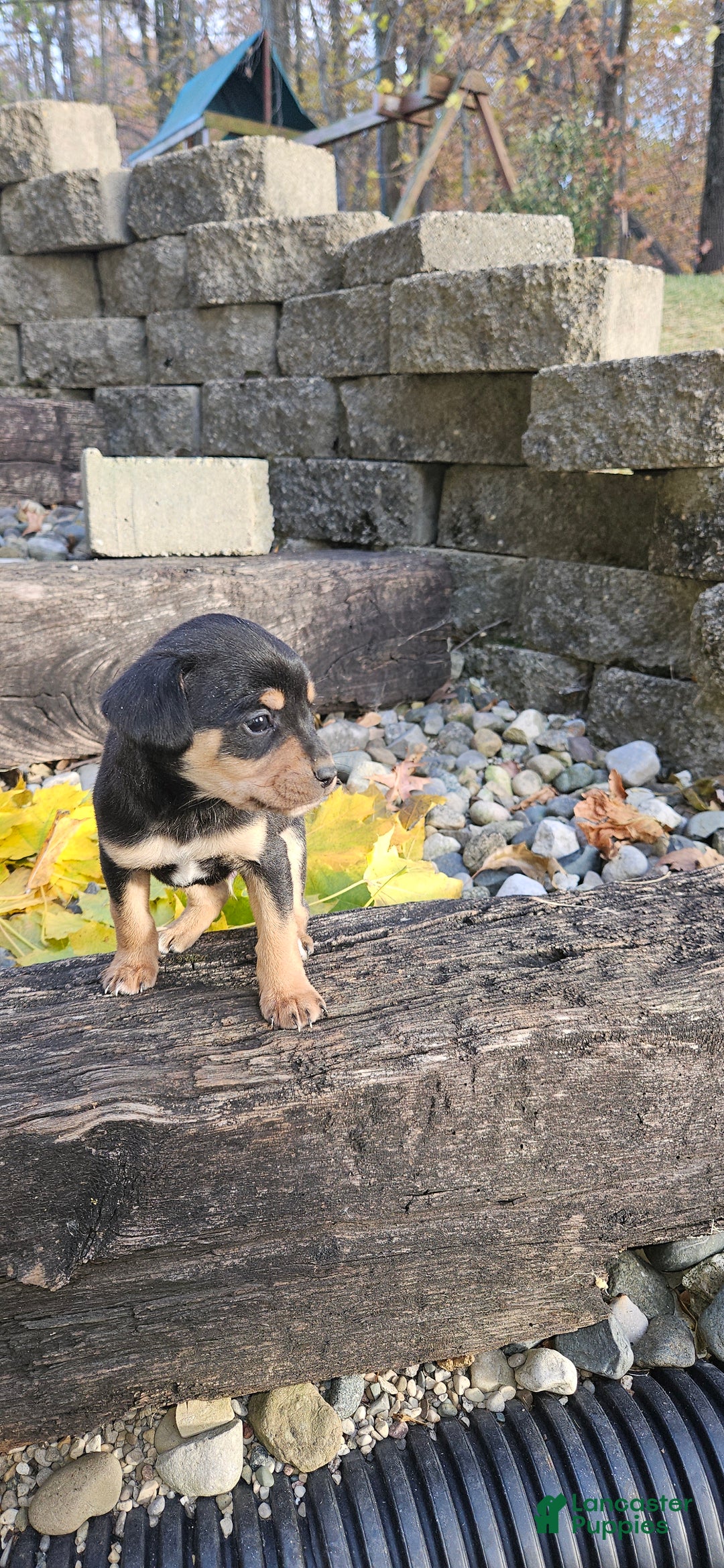 Mixed Breed dogs for sale: Hondo - Ad 8